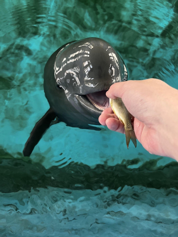 "Little for a long time" eat small fish. Photo courtesy of Wuhan baiji dolphin protection fund