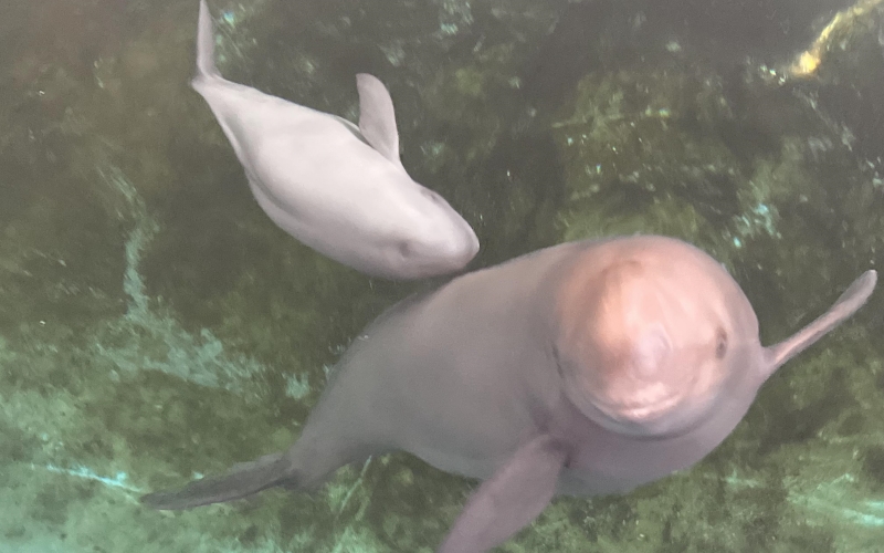 "Xiaojiujiu" swims with his mother "Fujiu". Photo courtesy of Wuhan baiji dolphin protection fund
