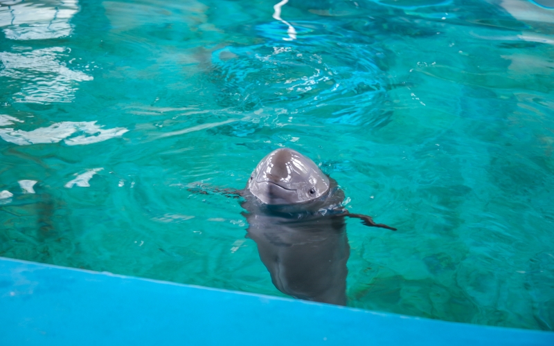 Xiao Jiujiu is in Baiji Dolphin Museum, Institute of Hydrobiology, Chinese Academy of Sciences. Photo by Sun Xiaodong