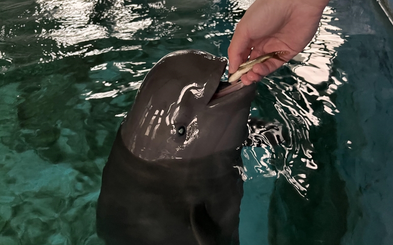 "Little for a long time" happy eat small fish. Photo courtesy of Wuhan baiji dolphin protection fund